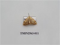 藏品(尺蛾62)的圖片